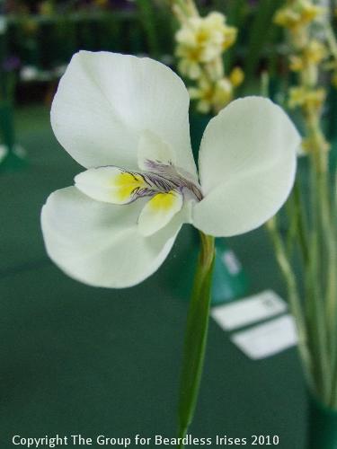 DSCF1629 - Diplarrena moraea